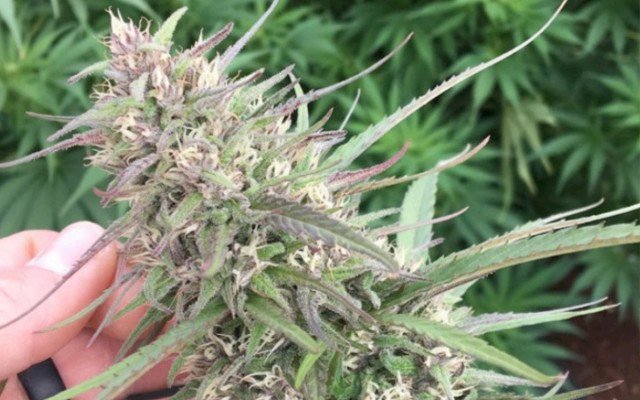 CropLogic advances hemp farm trial with ‘superior genetics’ seed selection