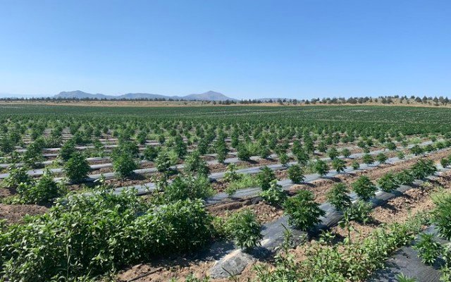 CropLogic inks $15m deal for supply of hemp biomass to large-scale manufacturer