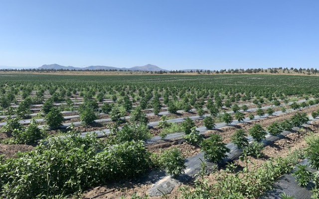 CropLogic inks $15m deal for supply of hemp biomass to large-scale manufacturer