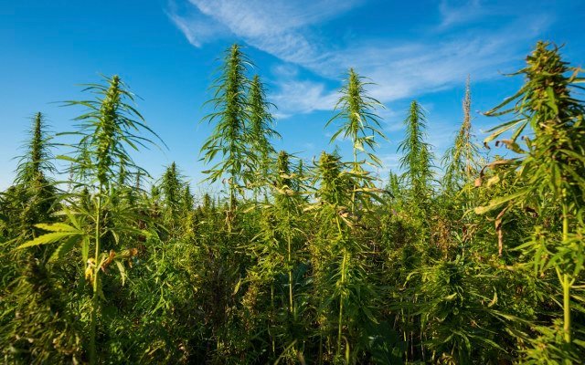 CropLogic expands Oregon industrial hemp trial farm, prepares for first growing season