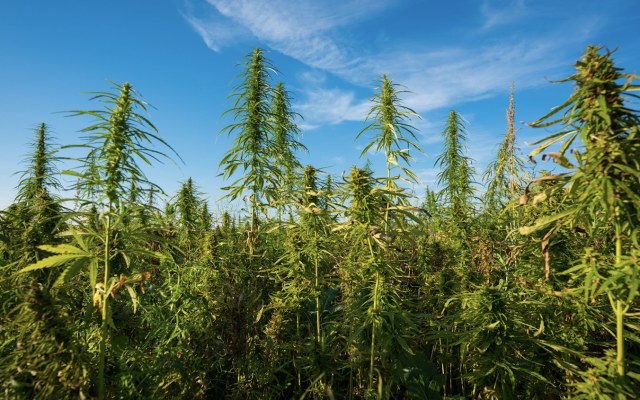 CropLogic expands Oregon industrial hemp trial farm, prepares for first growing season