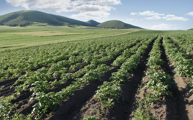 Demand for food forecast to rise creating a growing market for potash fertilisers