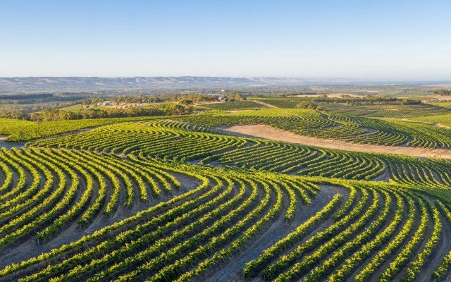 Digital Wine Ventures dominates McLaren Vale wine region as orders surge over holiday season