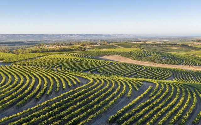 Digital Wine Ventures dominates McLaren Vale wine region as orders surge over holiday season