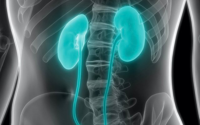 Dimerix unveils ‘tremendous’ top-line results for lead drug in treating rare kidney disorder