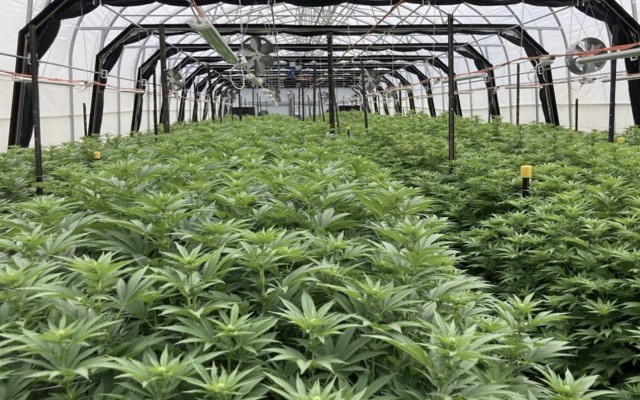 ECS Botanics achieves another record quarter