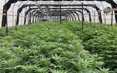 ECS Botanics achieves another record quarter