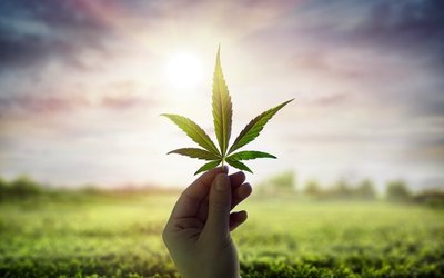 ECS Botanics welcomes another record quarter driven by demand for cannabis products