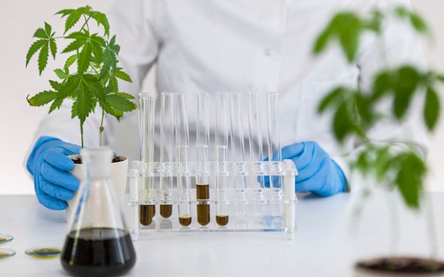 ECS Botanics granted manufacturing licence for medicinal cannabis facility