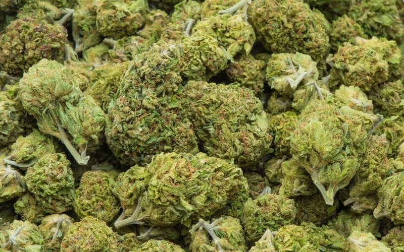 ECS Botanics signs medicinal cannabis supply deal with MediCann Health