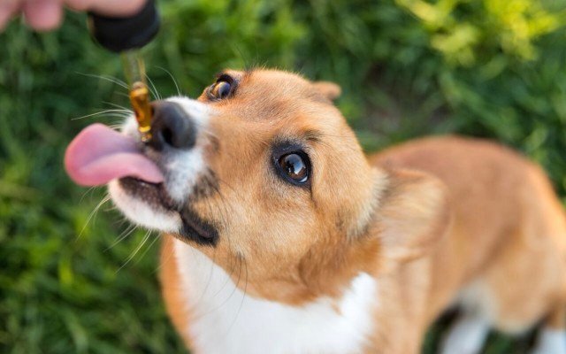 Elixinol Global strikes exclusive multimillion-dollar deal with Pet Releaf