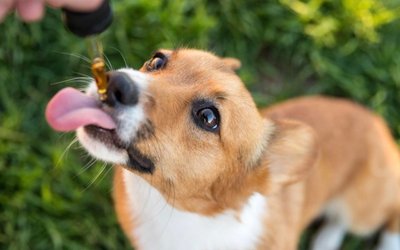 Elixinol Global strikes exclusive multimillion-dollar deal with Pet Releaf