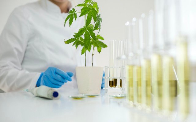 Emerald Clinics signs cannabis RWE contract with Canopy Growth’s UK subsidiary Spectrum Biomedical