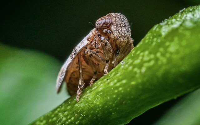 First efficacy result delivers insecticide-driven boost for Bio-Gene