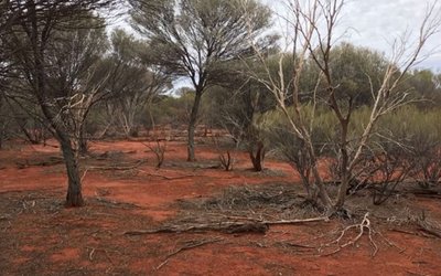 Gateway Mining’s partner DiscovEx confirms bedrock gold at Spartan