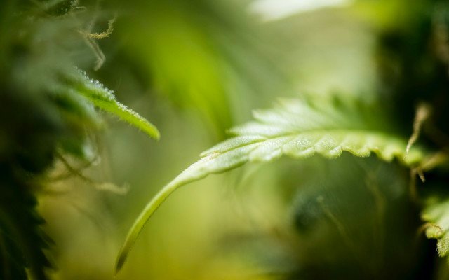 Greenlab signs medicinal cannabis supply deal with Australia’s largest distributor Cannvalate