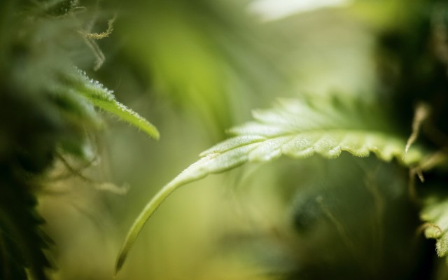 Greenlab signs medicinal cannabis supply deal with Australia’s largest distributor Cannvalate