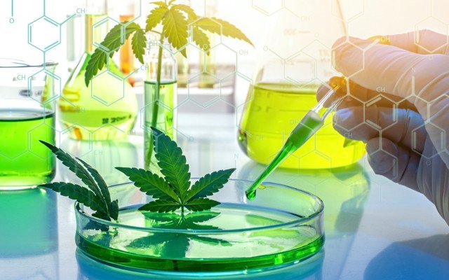 Greenlab joins Purplefarm Genetics to develop next-generation medical cannabis strains