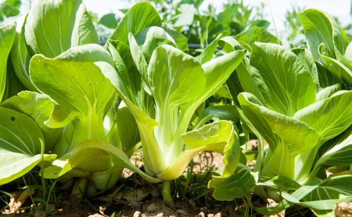 Greenpower Energy’s OHD fertiliser trials continue to impress