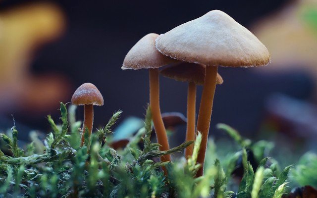 GreenStar Biosciences set for psychedelic market leap via acquisition of Eleusian