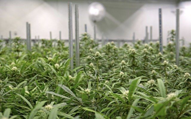 The Hydroponics Company secures medicinal cannabis licence