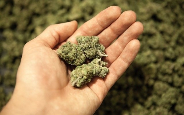 The Hydroponics Company gets high on another supply deal, this time with BOL Pharma