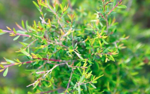 The Hydroponics Company looks to seize tea tree extract commercial opportunity