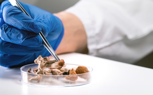 Incannex Healthcare locks-in own supply of psilocybin drug for clinical trials and potential commercialisation