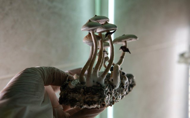 Incannex Healthcare and Monash University to undertake ‘world first’ trial using psilocybin mushrooms to treat anxiety