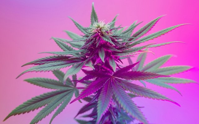 Incannex Healthcare progresses cannabinoid and psychedelic medicine programs