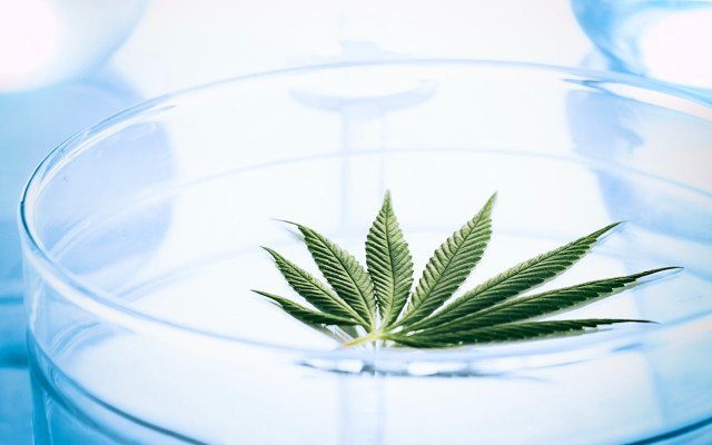 Incannex reports positive results from animal study into CBD-based drug for ARDS resulting from COVID-19