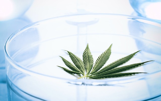 Incannex reports positive results from animal study into CBD-based drug for ARDS resulting from COVID-19