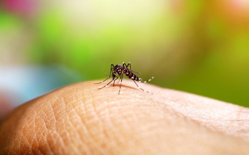 Island Pharmaceuticals advances dengue fever treatment with promising ISLA-101 study results