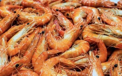 Japanese seafood giant nets a share of Seafarms prawn project