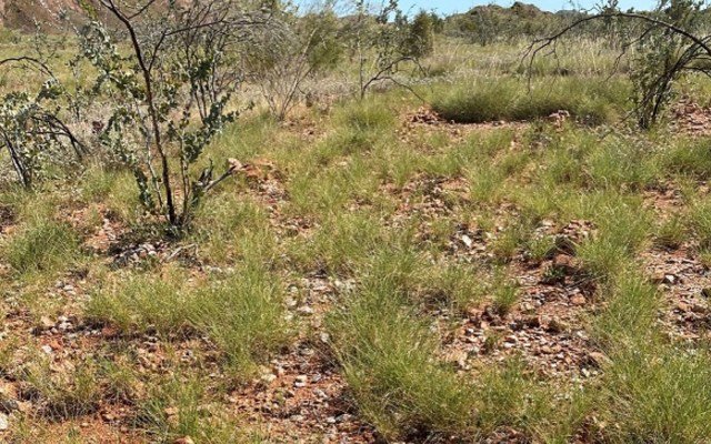 Kalamazoo Resources confirms ‘significant lithium potential’ at DOM’s Hill gold-base metals project