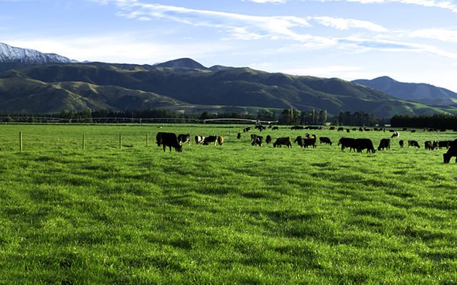 Keytone Dairy launches new products for Chinese market, continues construction of second NZ factory