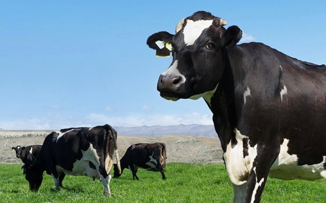 Keytone Dairy signs indefinite supply deal with global nutritional group, opens second NZ manufacturing plant