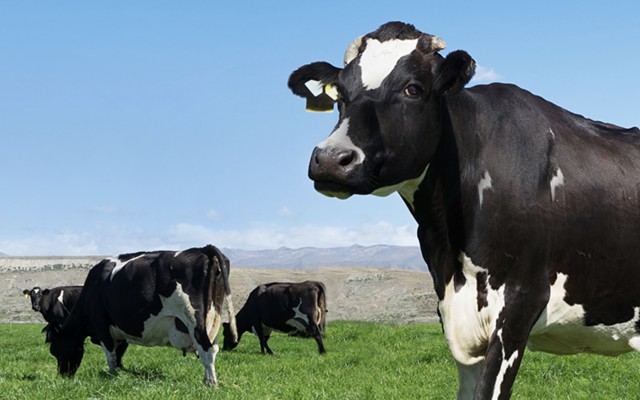 Keytone Dairy signs indefinite supply deal with global nutritional group, opens second NZ manufacturing plant