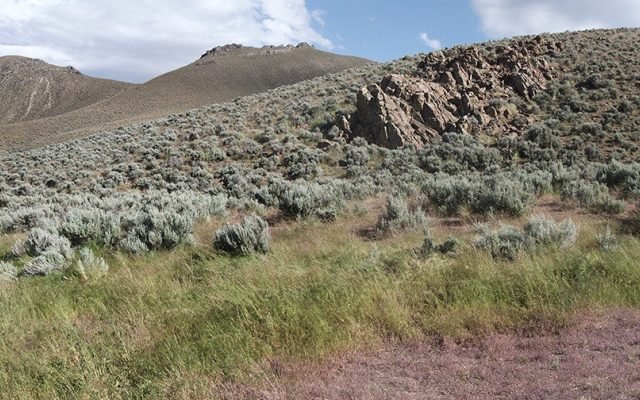 King River Copper cheers fine gold find at Mt Remarkable