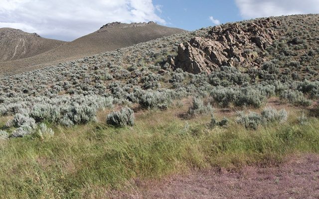 King River Copper cheers fine gold find at Mt Remarkable