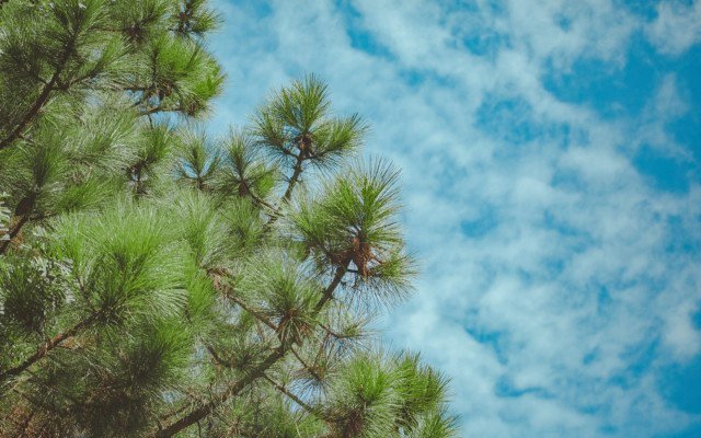 Leaf Resources’ green technology reshapes pine chemical market