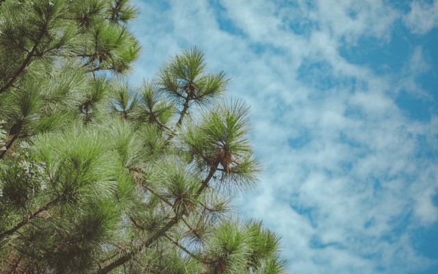 Leaf Resources’ green technology reshapes pine chemical market