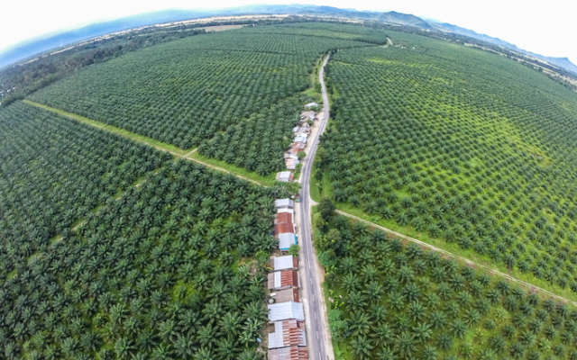 Leaf Resources executes MoU with Biovision & Greenergy to secure essential feedstock