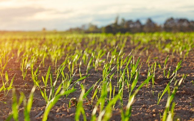Lithium Australia’s Envirostream completes initial plant sampling in recycled battery fertiliser trial