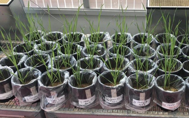 Lithium Australia looks to use recycled alkaline battery metals in fertilisers