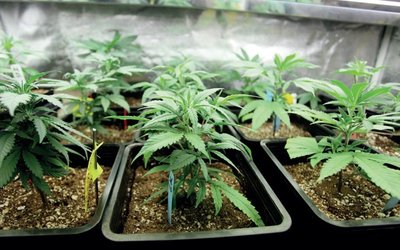 Little Green Pharma eyes ASX listing to grow medical cannabis exports