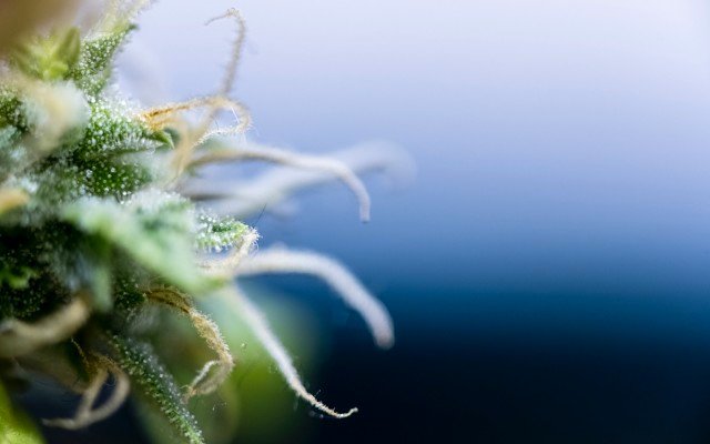 Little Green Pharma takes delivery of first cannabis flower shipment from new Danish growing facility