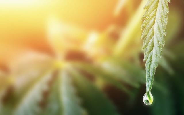 Little Green Pharma posts ‘transformational quarter’ of acquisition and distribution deals