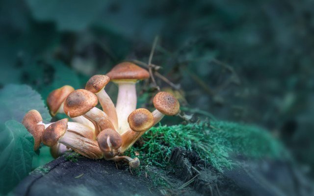 Medicinal cannabis legalisation opens gateway for psychedelic research