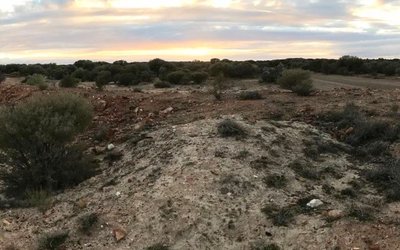 Metalicity and Nex Metals announce best intersections to date from Kookynie gold drilling